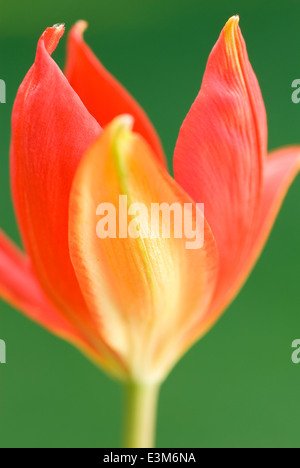 Tulipa Sprengeri, Tulpe. Birne, Mai. Rote und gelbe Blume. Stockfoto