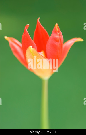 Tulipa Sprengeri, Tulpe. Birne, May.Red und gelb einzelne Tulpe. Stockfoto
