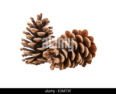Tannenzapfen isoliert auf weißem Hintergrund Stockfoto