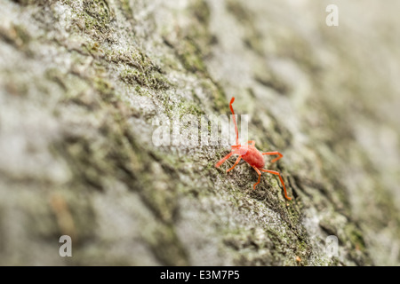 Roter samt Milbe hautnah Stockfoto