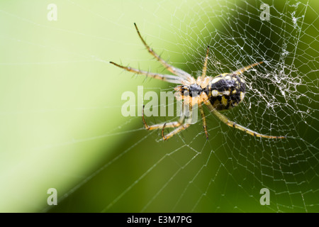 Große Spinne Netz Beute warten Stockfoto