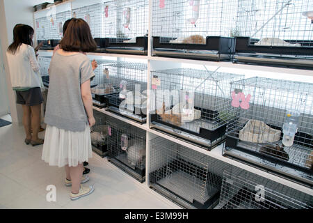 19. Juni 2014, Tokyo, Japan - sehen Kunden Kaninchen bei der Frau Bunny Tierhandlung. Ms.Bunny, eine Zoohandlung und Café mit Sitz in Roppongi, bietet seinen Kunden eine Heilung von dem Stress des Lebens in einer riesigen Metropole wie Tokio durch die Interaktion mit pelzigen Tiere bei einer Tasse Tee. Das Geschäft, das im Jahr 2011, (das Jahr des Hasen nach dem chinesischen Horoskop) zusammen mit mehreren anderen Hase-im Zusammenhang mit Cafés und Geschäften rund um Tokio eröffnet kann Kunden mit Kaninchen spielen und auch verkauft und bietet Dienstleistungen wie Verpflegung und Pflege. Die populärste Dienst scheint zu sein die "Usagi K Stockfoto