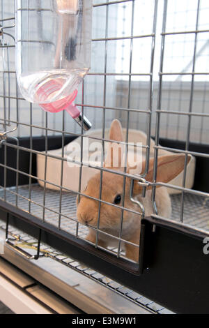 19. Juni 2014, bietet Tokyo, Japan - Ms.Bunny, eine Zoohandlung und Café mit Sitz in Roppongi, seinen Kunden eine Heilung von dem Stress des Lebens in einer riesigen Metropole wie Tokio durch die Interaktion mit pelzigen Tiere bei einer Tasse Tee. Das Geschäft, das im Jahr 2011, (das Jahr des Hasen nach dem chinesischen Horoskop) zusammen mit mehreren anderen Hase-im Zusammenhang mit Cafés und Geschäften rund um Tokio eröffnet kann Kunden mit Kaninchen spielen und auch verkauft und bietet Dienstleistungen wie Verpflegung und Pflege. Die populärste Dienst scheint die 'Usagi Kimochi Cafe', oder 'Kaninchen Gefühle Cafe', welche al Stockfoto