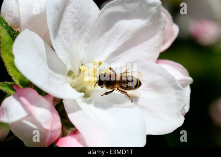 Eine Honigbiene Apis mellifera selbstbefruchtend und Empfangen von Nektar aus einem Apfelbaum Blume im Annapolis Valley von Nova Scotia, Kanada Stockfoto