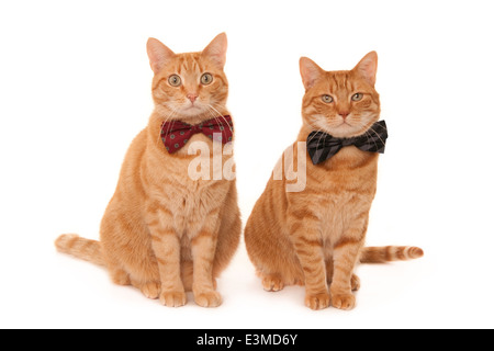 Zwei Ingwertee Katzen tragen Krawatte Bögen Stockfoto