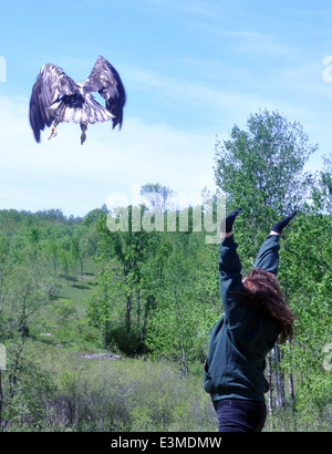 eagle 0154 a1m Stockfoto