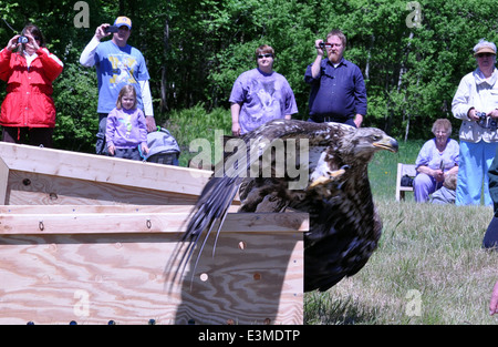 Juvenile eagle self release Stockfoto