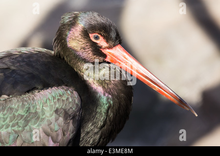 Schwarzstorch (Ciconia Nigra) ist ein großer waten Vogel in der Storch Familie Ciconiidae Stockfoto