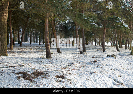 Schneebedeckte Holz auf Torheit Hügel, Faringdon, aufgenommen am Weihnachtstag Stockfoto