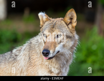 Porträt von ein Alter Wolf mit einem grauen Haaren auf dem Ohr, in drei Viertel auf einem Hintergrund von grünem Rasen Stockfoto