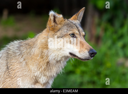 Porträt von ein Alter Wolf mit einem grauen Haaren auf dem Ohr, in drei Viertel auf einem Hintergrund von grünem Rasen Stockfoto