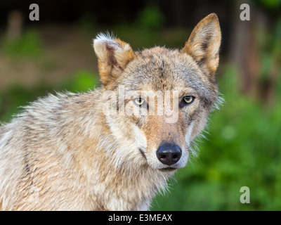 Porträt einer alten grauer Wolf mit einem Ohr volle Gesicht auf einem Hintergrund von grünem Rasen Stockfoto