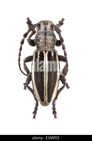 Coleoptera; Cerambycidae; Iberodorcadion Fuentei; Männlich; PIC 1899; Stockfoto