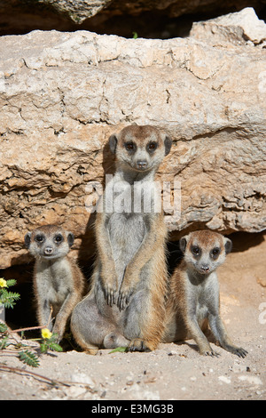 Erdmännchen oder Suricate, Suricata Suricatta Kgalagadi Transfrontier Park, Kalahari, Südafrika, Botswana, Afrika Stockfoto