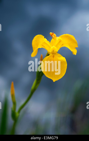 Gelbe Flagge Iris (Iris Pseudacorus) am Rande des kleinen Highland Teich wächst.  SCO 9096. Stockfoto