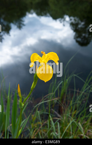 Gelbe Flagge Iris (Iris Pseudacorus) am Rande des kleinen Highland Teich wächst.  SCO 9097. Stockfoto
