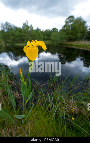 Gelbe Flagge Iris (Iris Pseudacorus) am Rande des kleinen Highland Teich wächst.  SCO 9098. Stockfoto