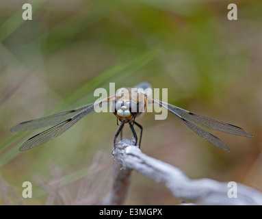 Weißen konfrontiert Darter in Ruhe in Abernethy Wald Strathspey, Schottland abgebildet. Stockfoto