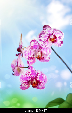 Rosa gefleckte Orchideen auf natürlichen Hintergrund Stockfoto