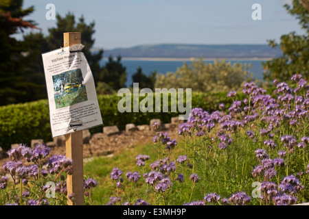 Wildblumenwiese auf Clifftops bei Alum Chine, Bournemouth, Dorset UK im Juni - Gründünger blüht Pflanzen Phacelia tanacetifolia Stockfoto
