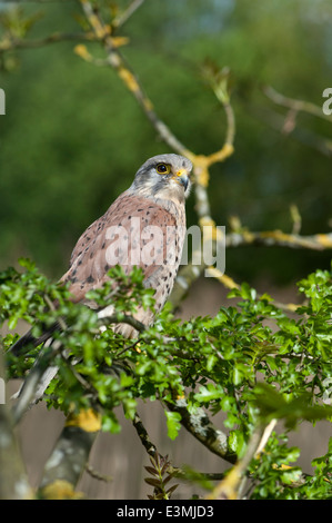 Britische Turmfalken Stockfoto