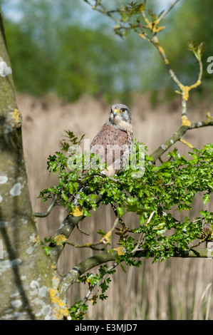 Britische Turmfalken Stockfoto