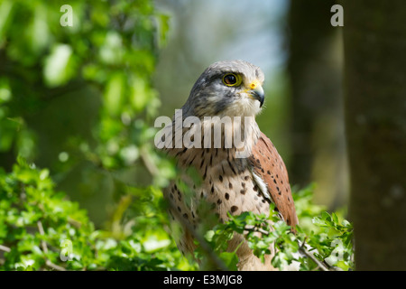 Britische Turmfalken Stockfoto