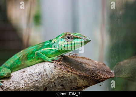 Ritter Anole Eidechse Stockfoto