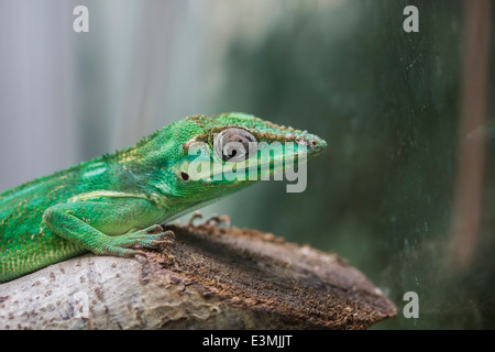 Ritter Anole Eidechse Stockfoto