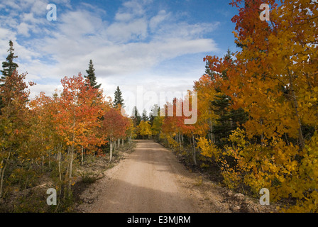 North Kaibab Herbstfarben Stockfoto