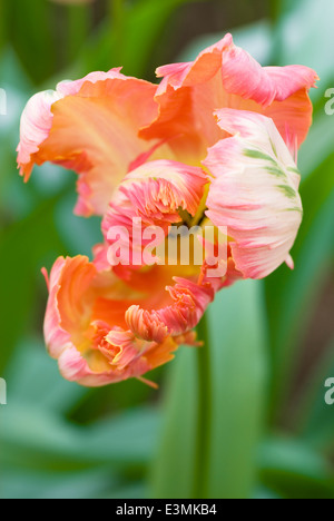 Tulpen, Tulipa 'Apricot Parrot'. Birne, April. Porträt von gelb und rot und orange Blume. Stockfoto