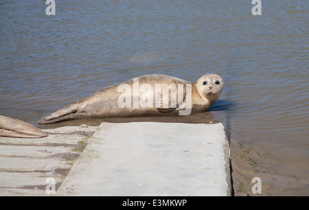 Zwei wilde Jungrobben Sonnen Sie sich auf eine Slipanlage in Rhyl Voryd / Foryd Hafen, North Wales, an einem sonnigen Sommertag Stockfoto