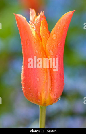 Tulipa Ballerina, Lily blühende Tulpe-Gruppe. Glühbirne; Frühling; April.Red und orangefarbene Tulpe. Stockfoto