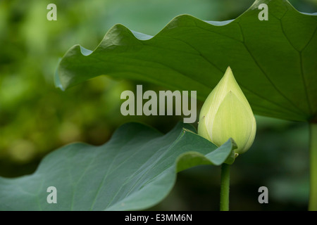 Nelumbo Nucifera. Lotus Flower bud Stockfoto