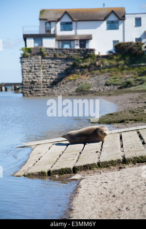 Wilde Seal Pup sonnt sich auf eine Slipanlage in Rhyl Voryd / Foryd Hafen, North Wales, an einem sonnigen Sommertag Stockfoto