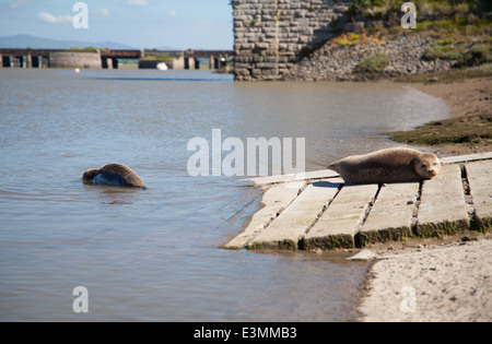 Wilde Seal Pup sonnt sich und anderen tritt das Wasser auf eine Slipanlage in Rhyl Voryd / Foryd Hafen an einem sonnigen Sommertag Stockfoto