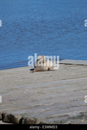 Wilde Seal Pup sonnt sich auf eine Slipanlage in Rhyl Voryd / Foryd Hafen, North Wales, an einem sonnigen Sommertag Stockfoto