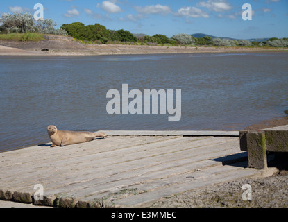 Wilde Seal Pup sonnt sich auf eine Slipanlage in Rhyl Voryd / Foryd Hafen, North Wales, an einem sonnigen Sommertag Stockfoto