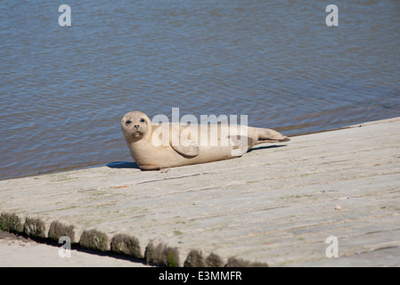 Wilde Seal Pup sonnt sich auf eine Slipanlage in Rhyl Voryd / Foryd Hafen, North Wales, an einem sonnigen Sommertag Stockfoto