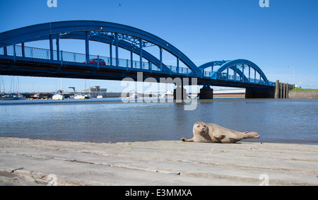 Wilde Seal Pup sonnt sich auf eine Slipanlage in Rhyl Voryd / Foryd Hafen, North Wales, an einem sonnigen Sommertag Stockfoto