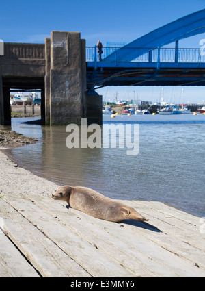 Wilde Seal Pup sonnt sich auf eine Slipanlage in Rhyl Voryd / Foryd Hafen, North Wales, an einem sonnigen Sommertag Stockfoto