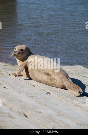 Wilde Seal Pup sonnt sich auf eine Slipanlage in Rhyl Voryd / Foryd Hafen, North Wales, an einem sonnigen Sommertag Stockfoto