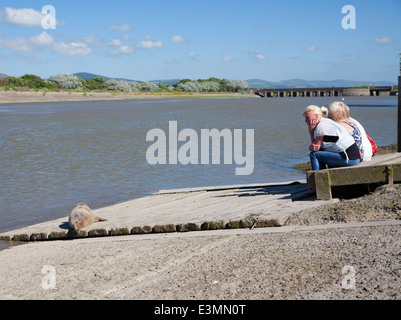 Drei Frauen sitzen gerade eine junge Seal pup Sonnenbaden auf eine Slipanlage in Rhyl Hafen, North Wales, an einem sonnigen Sommertag Stockfoto