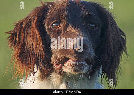 Springer Spaniel mit Blick auf die Felder Stockfoto