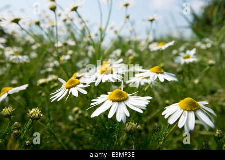 Ein Feld von Gänseblümchen, Kreditprüfungsagentur Nottinghamshire England UK Stockfoto