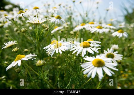 Ein Feld von Gänseblümchen, Kreditprüfungsagentur Nottinghamshire England UK Stockfoto