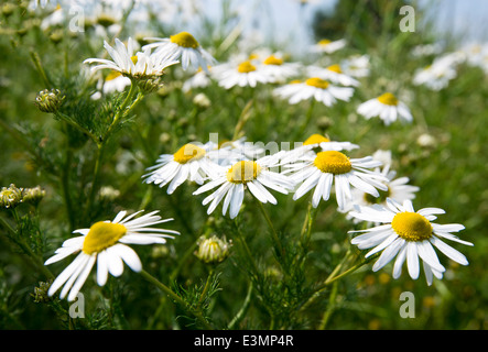 Ein Feld von Gänseblümchen, Kreditprüfungsagentur Nottinghamshire England UK Stockfoto