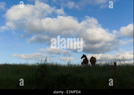 Pferde im Bereich, Silhouette, bewölkter Himmel Stockfoto