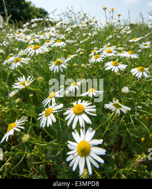 Ein Feld von Gänseblümchen, Kreditprüfungsagentur Nottinghamshire England UK Stockfoto