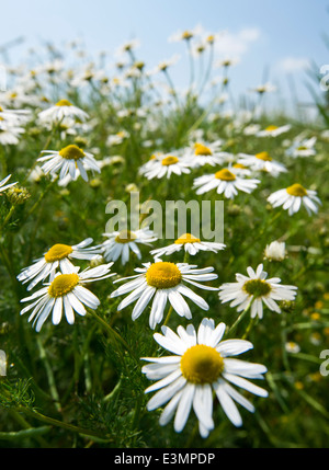 Ein Feld von Gänseblümchen, Kreditprüfungsagentur Nottinghamshire England UK Stockfoto